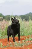 SCHIPPERKE 219